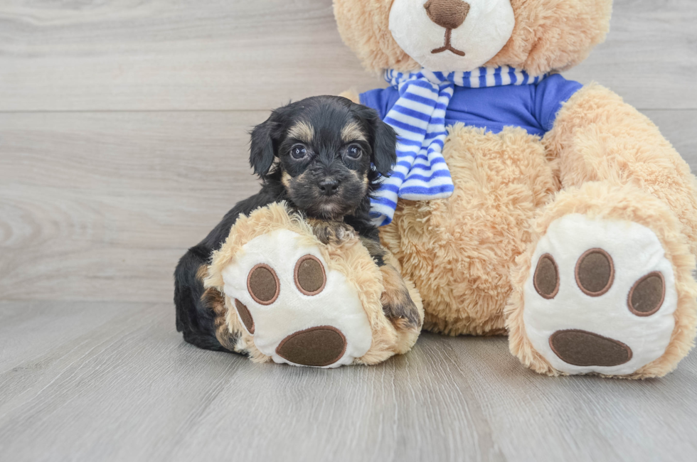 7 week old Havapoo Puppy For Sale - Lone Star Pups