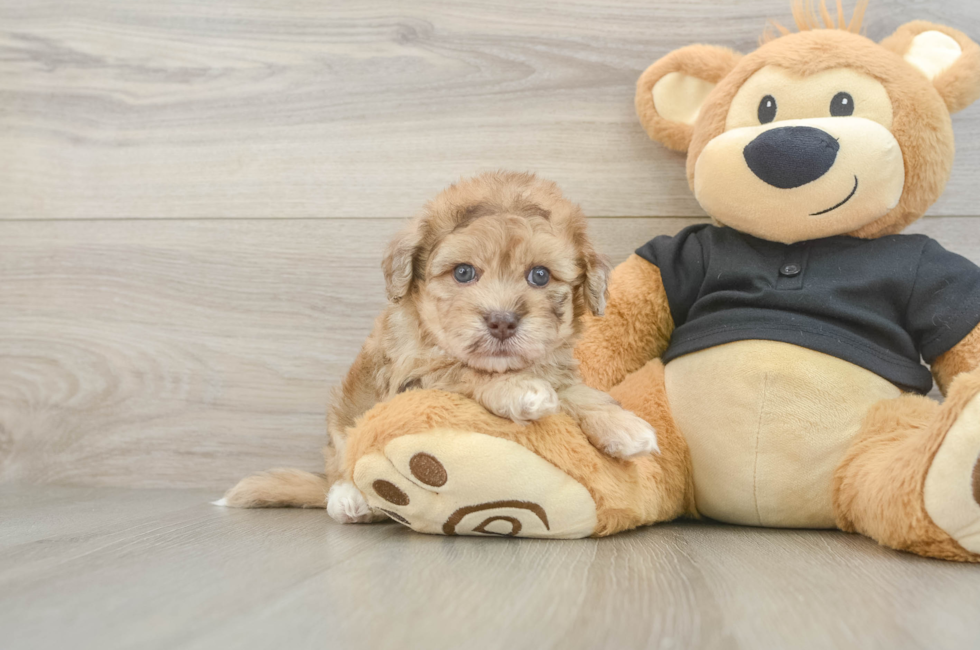 5 week old Havapoo Puppy For Sale - Lone Star Pups