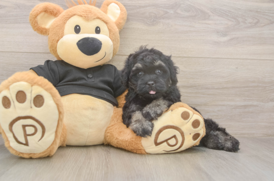 5 week old Havapoo Puppy For Sale - Lone Star Pups Havapoo Pup Being Cute