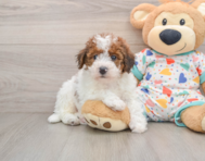 6 week old Havapoo Puppy For Sale - Lone Star Pups