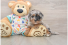 Havapoo Puppy for Adoption