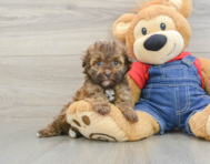 6 week old Havapoo Puppy For Sale - Lone Star Pups