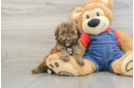 Hypoallergenic Havadoodle Poodle Mix Puppy