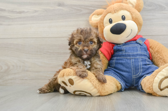 Hypoallergenic Havadoodle Poodle Mix Puppy