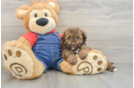 Little Havadoodle Poodle Mix Puppy