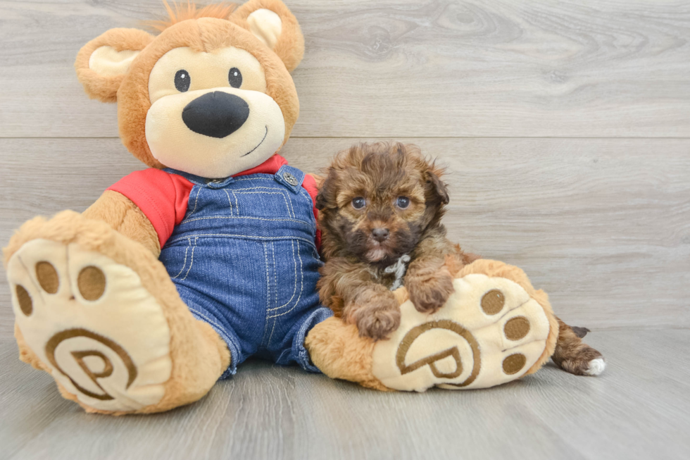 Little Havadoodle Poodle Mix Puppy