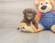 8 week old Havapoo Puppy For Sale - Lone Star Pups