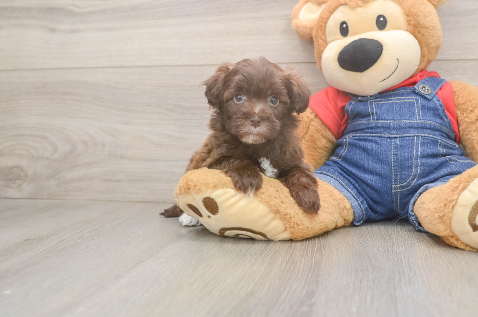6 week old Havapoo Puppy For Sale - Lone Star Pups