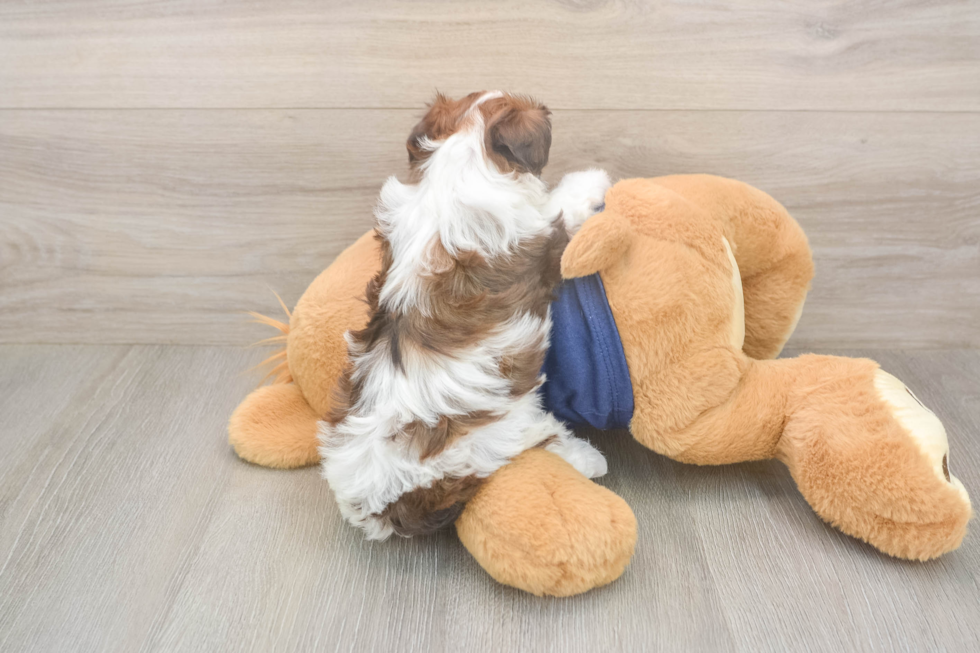 Little Havadoodle Poodle Mix Puppy