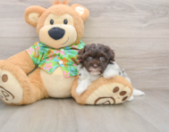 7 week old Havapoo Puppy For Sale - Lone Star Pups
