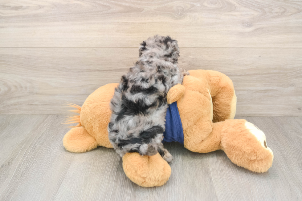 Friendly Havapoo Baby