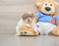 8 week old Havapoo Puppy For Sale - Lone Star Pups