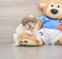 9 week old Havapoo Puppy For Sale - Lone Star Pups