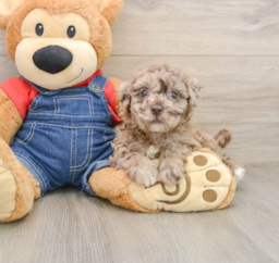 7 week old Havapoo Puppy For Sale - Lone Star Pups