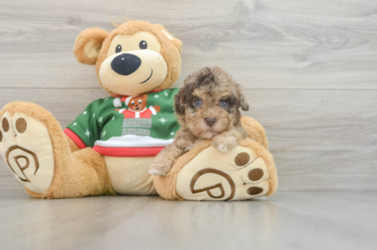 Adorable Havadoodle Poodle Mix Puppy