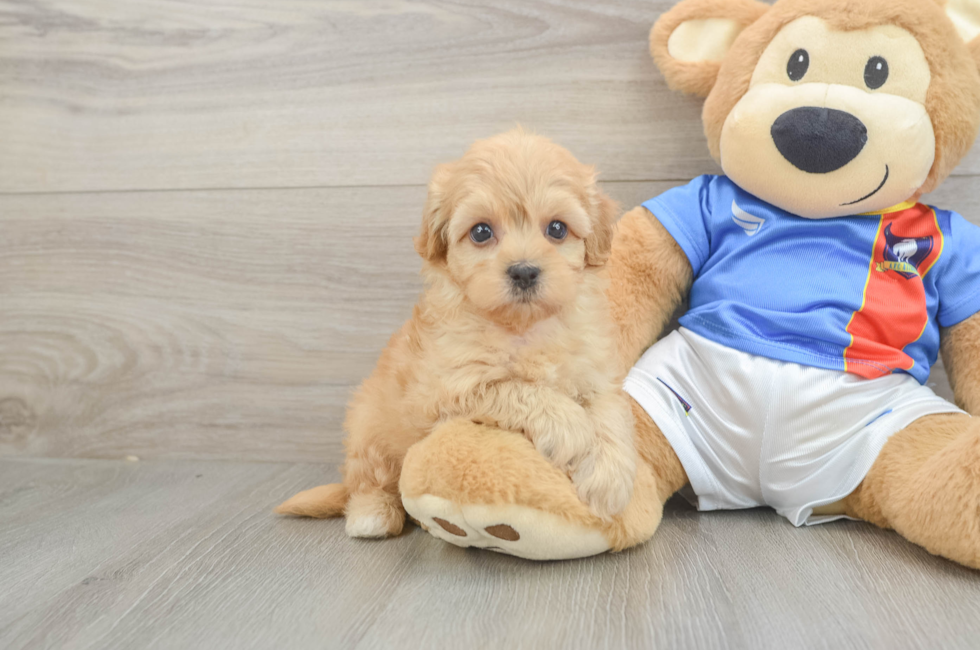 5 week old Havapoo Puppy For Sale - Lone Star Pups
