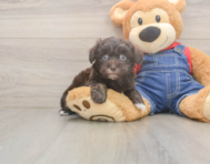 7 week old Havapoo Puppy For Sale - Lone Star Pups