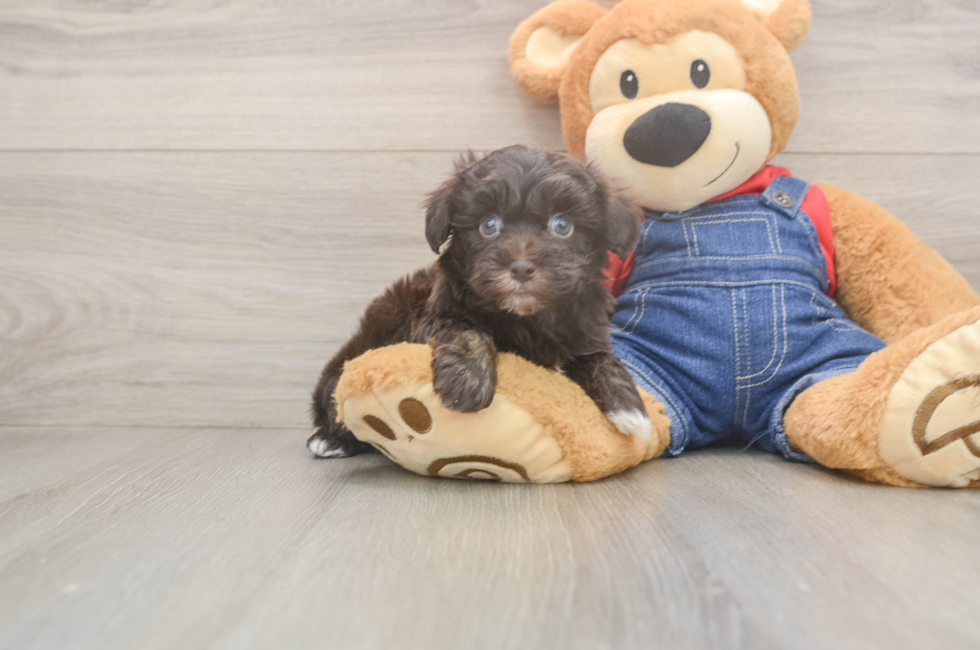 6 week old Havapoo Puppy For Sale - Lone Star Pups