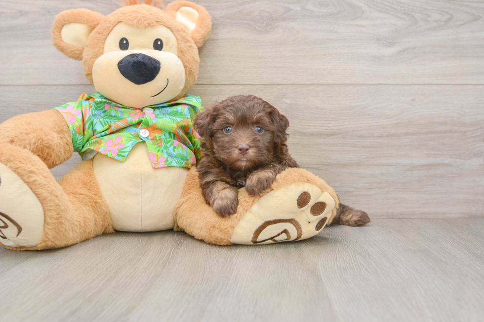 Friendly Havapoo Baby