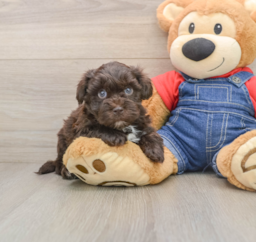 7 week old Havapoo Puppy For Sale - Lone Star Pups