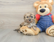 6 week old Havapoo Puppy For Sale - Lone Star Pups