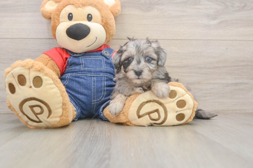 6 week old Havapoo Puppy For Sale - Lone Star Pups
