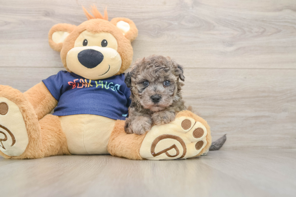 Smart Havapoo Poodle Mix Pup