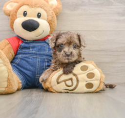7 week old Havapoo Puppy For Sale - Lone Star Pups