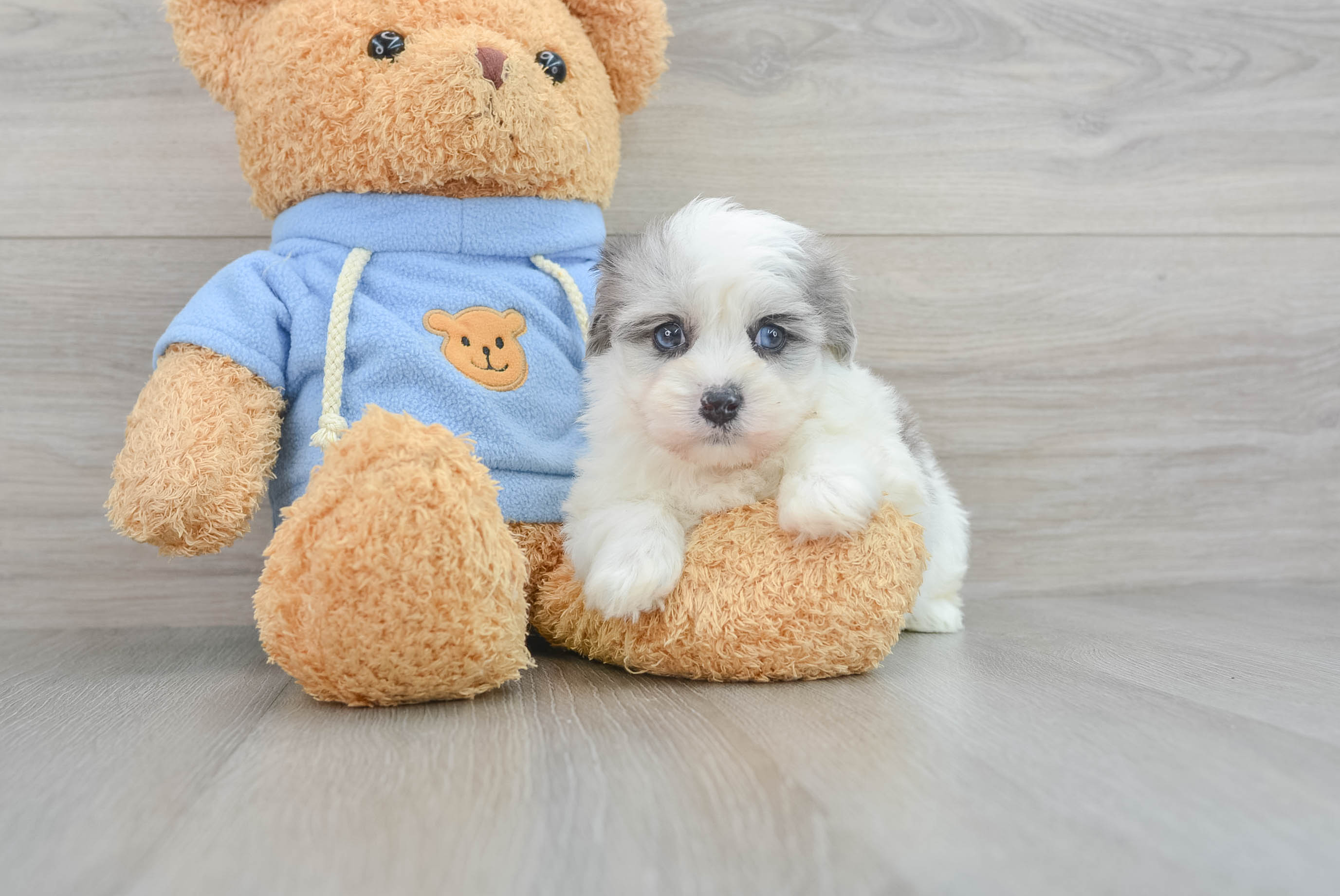 Smart Havapoo Poodle Mix Pup