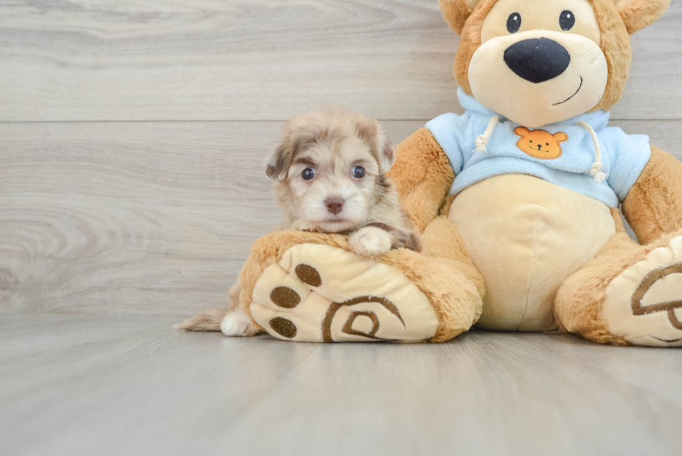 Energetic Havanese Poodle Mix Puppy