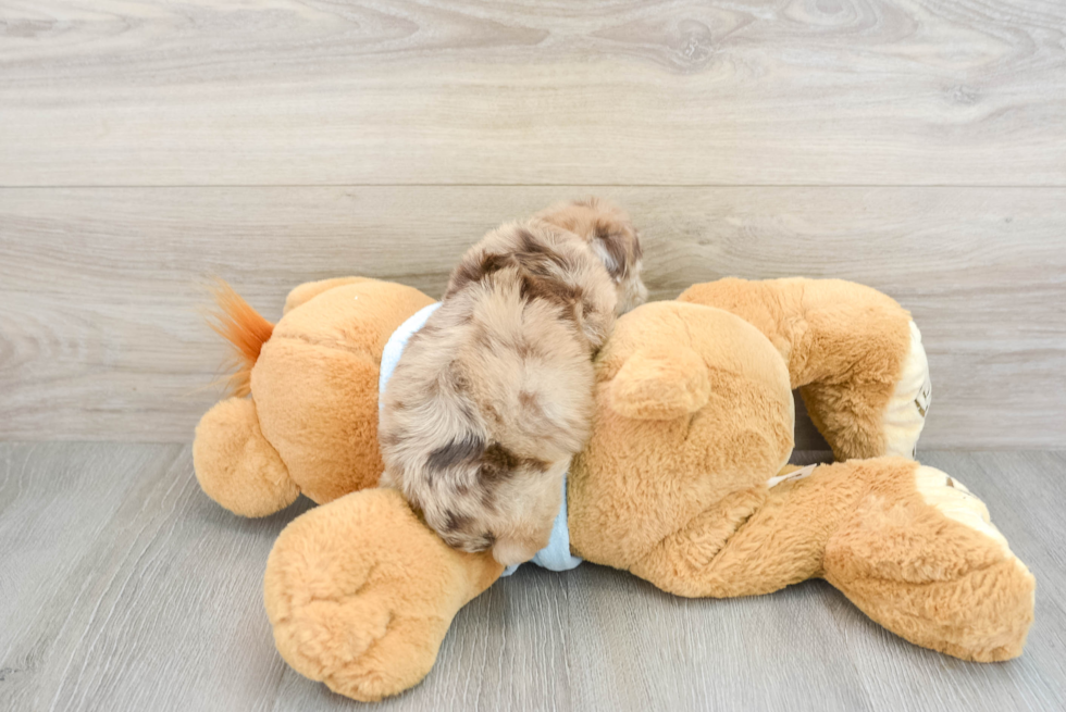 Energetic Havanese Poodle Mix Puppy