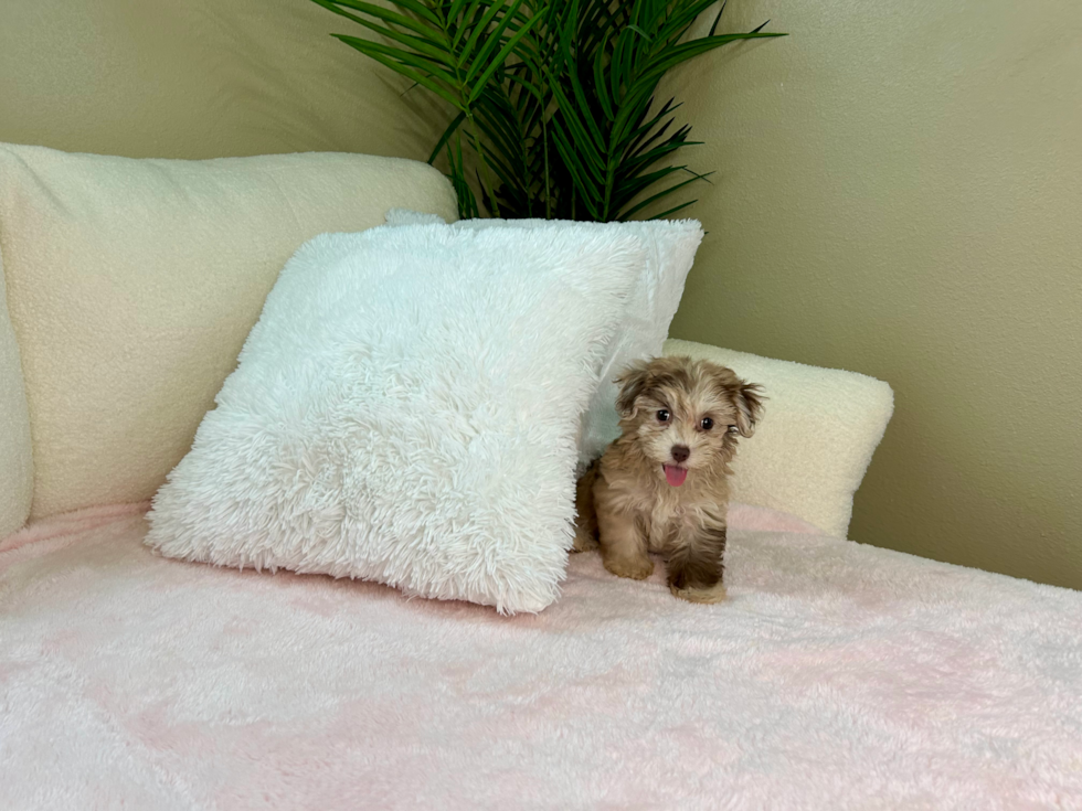 Cute Havadoodle Poodle Mix Puppy