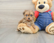 6 week old Havapoo Puppy For Sale - Lone Star Pups