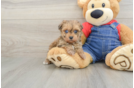 Havapoo Pup Being Cute