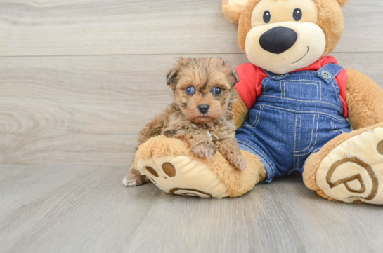 Havapoo Pup Being Cute