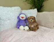 9 week old Havapoo Puppy For Sale - Lone Star Pups
