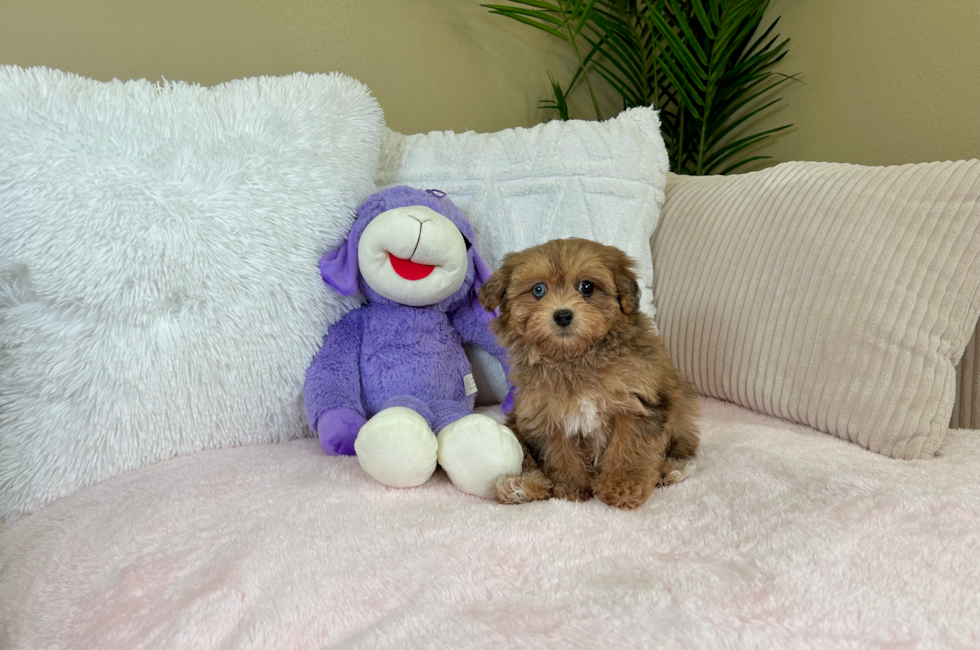 10 week old Havapoo Puppy For Sale - Lone Star Pups