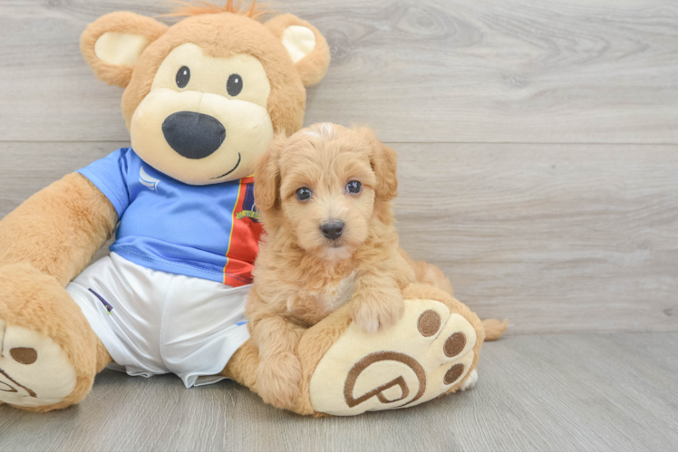 Popular Havapoo Poodle Mix Pup