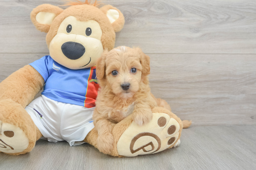 5 week old Havapoo Puppy For Sale - Lone Star Pups