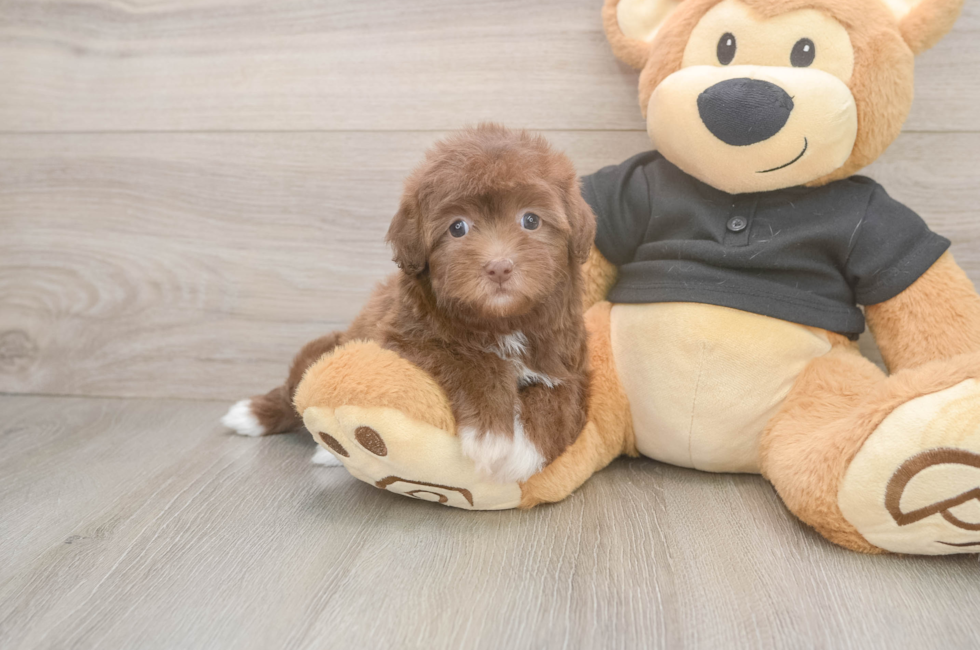 6 week old Havapoo Puppy For Sale - Lone Star Pups