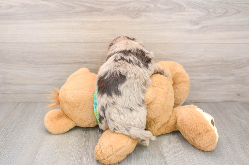 Havapoo Pup Being Cute