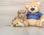 8 week old Havapoo Puppy For Sale - Lone Star Pups