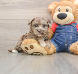 7 week old Havapoo Puppy For Sale - Lone Star Pups