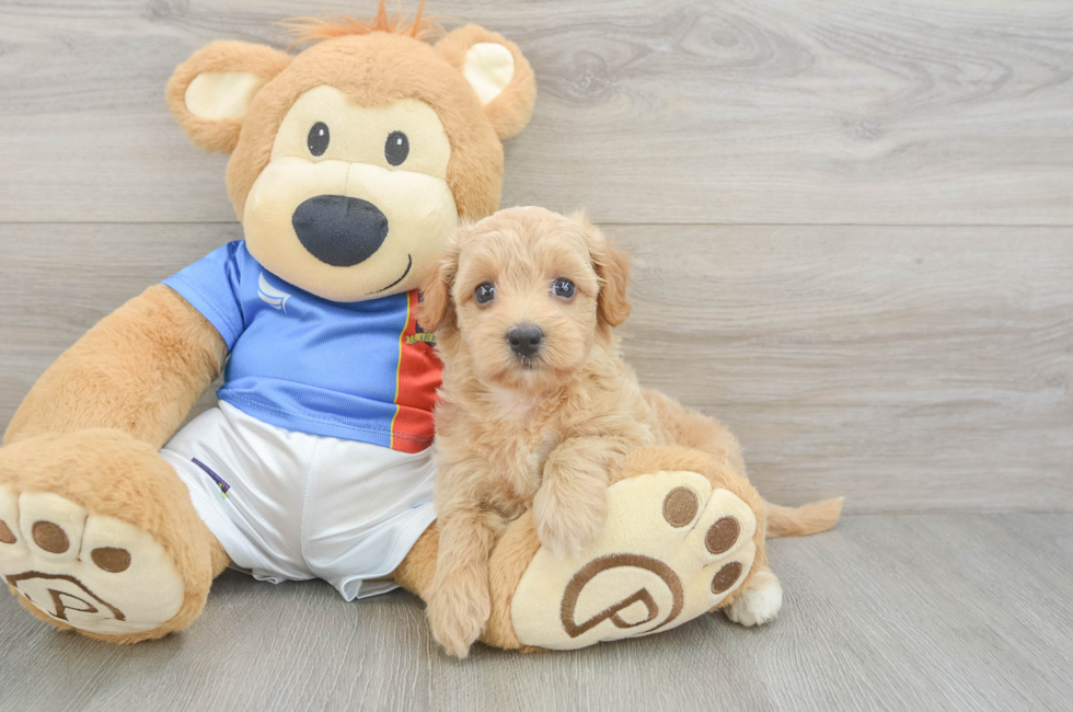 5 week old Havapoo Puppy For Sale - Lone Star Pups