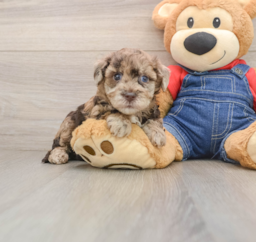 8 week old Havapoo Puppy For Sale - Lone Star Pups