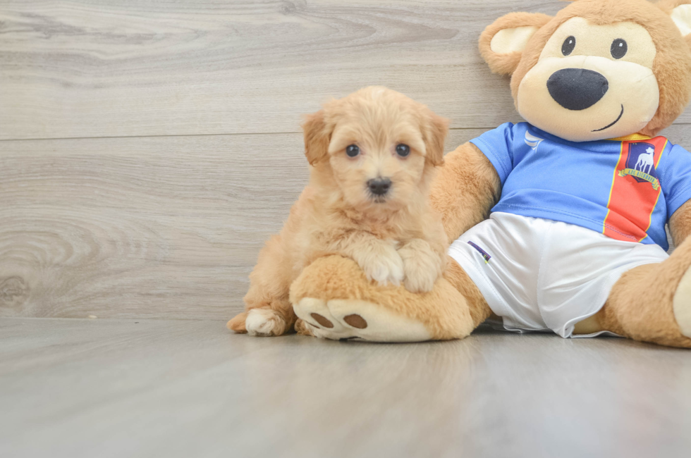 5 week old Havapoo Puppy For Sale - Lone Star Pups