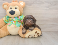 7 week old Havapoo Puppy For Sale - Lone Star Pups