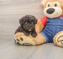 8 week old Havapoo Puppy For Sale - Lone Star Pups