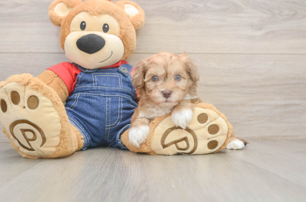 6 week old Havapoo Puppy For Sale - Lone Star Pups