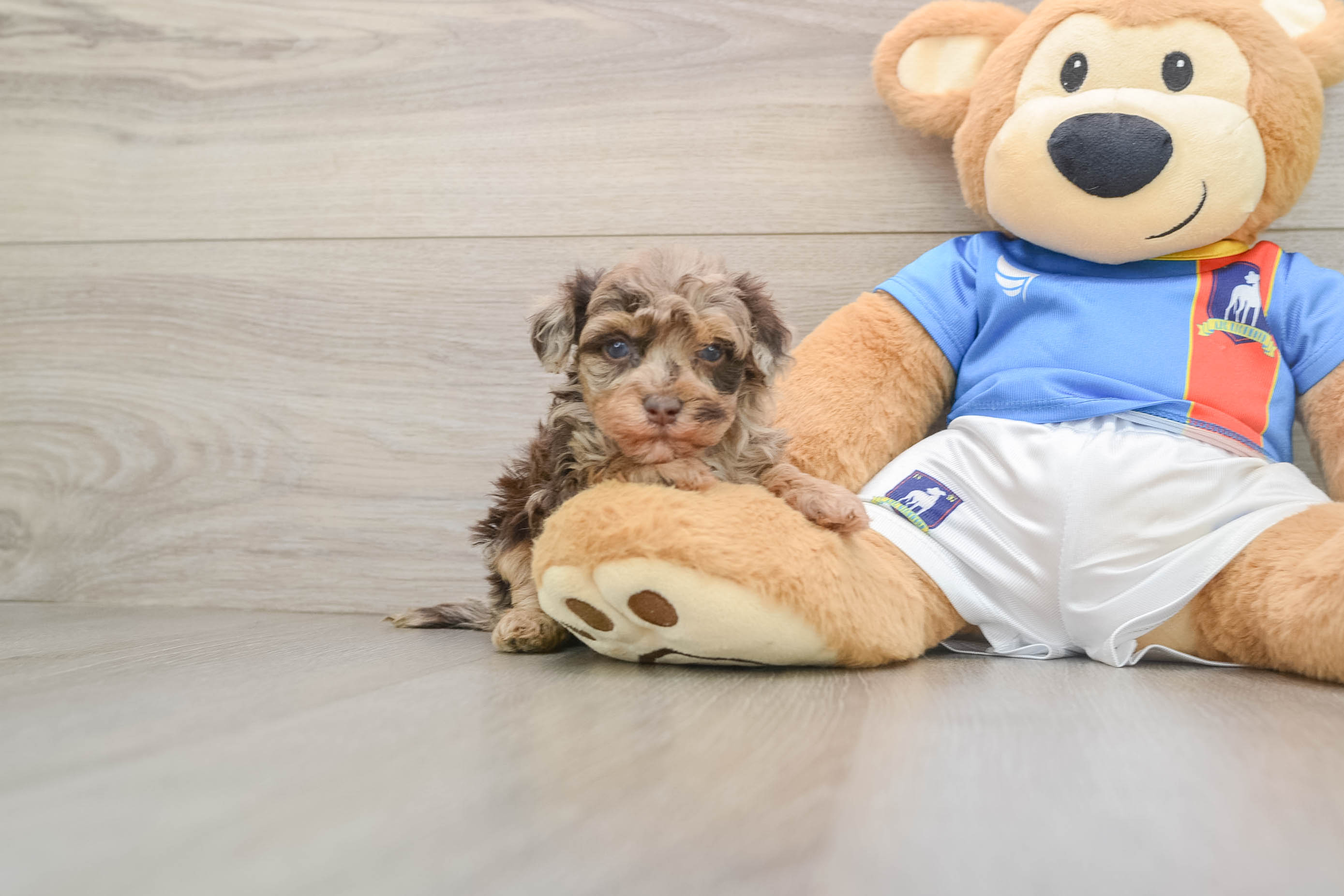 Popular Havapoo Poodle Mix Pup